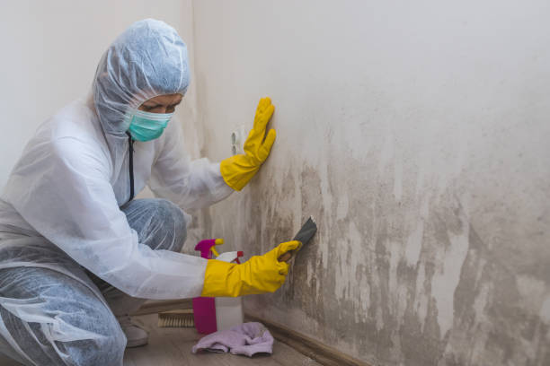 Best Mold Prevention Services  in Sibley, IA