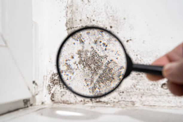 Best Forensic Mold Investigation  in Sibley, IA