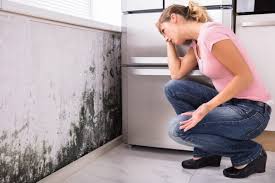 Reliable Sibley, IA Mold Prevention & Removal  Solutions